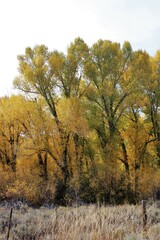 Fototapeta premium Cottonwood trees in the fall