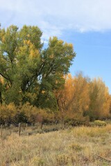 Cottonwood trees in the fall