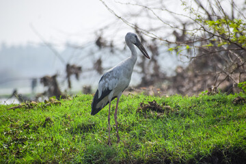 Asian openbill or openbill stork resting near the lake. Large wading bird.