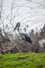 Asian openbill or openbill stork resting near the lake. Large wading bird.