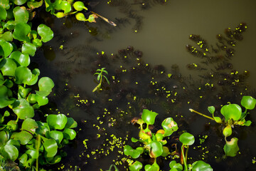 Water hyacinth in the lake. Green leaves nature background.