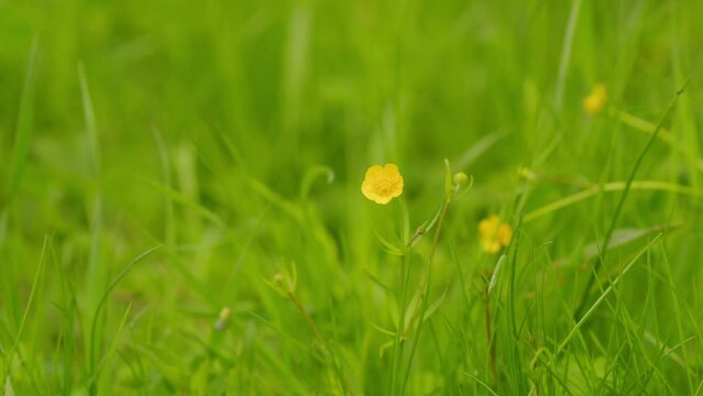 Lot of creeping buttercups beautiful buds green background. Tiny ranunculus repens flower. Slow motion.
