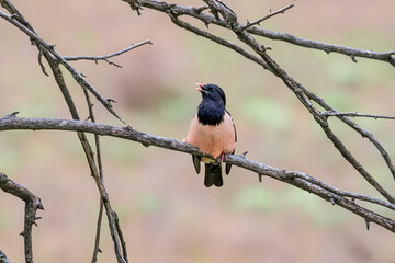Fototapeta premium Rosy Starling (Pastor roseus) in Caucasus, Republic of Dagestan
