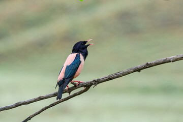 Rosy Starling (Pastor roseus) in Caucasus, Republic of Dagestan