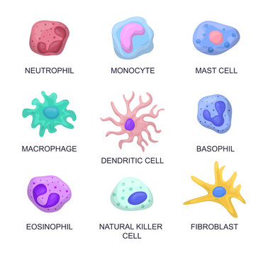 Types of blood cells vector illustrations set. Collection of cartoon drawings of leukocytes, neutrophil, monocyte, basophil, eosinophil, macrophage, dendritic cell. Anatomy, biology, science concept