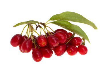 dogwood isolated