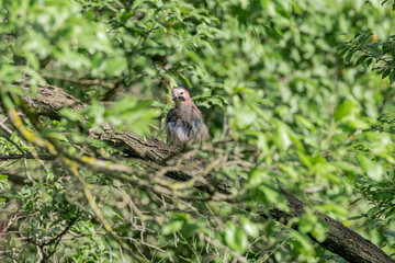 Eurasian Jay (Garrulus glandarius) in Caucasus, Republic of Dagestan