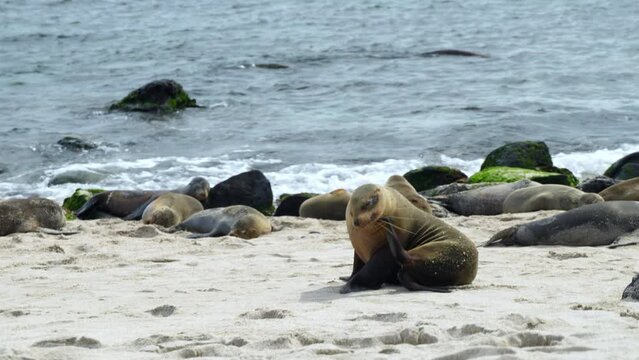 Galapagos sea lion scratching head with flipper On Playa Punta Beach. Slow Motion
