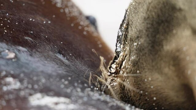 Close Up View Of Young Galapagos Sea Lion Suckling Milk From Mother On Playa Punta Beach At San Cristobal Island In The Galapagos. Slow Motion