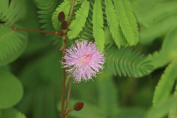 Cambodia. Mimosa pudica also called sensitive plant, sleepy plant, action plant, touch-me-not, shameplant is a creeping annual or perennial flowering plant of the pea/legume family Fabaceae.