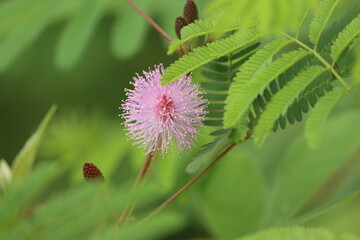 Cambodia. Mimosa pudica also called sensitive plant, sleepy plant, action plant, touch-me-not, shameplant is a creeping annual or perennial flowering plant of the pea/legume family Fabaceae.