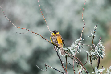 Black-headed Bunting (Emberiza melanocephala) in Caucasus, Republic of Dagestan