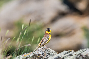 Black-headed Bunting (Emberiza melanocephala) in Caucasus, Republic of Dagestan