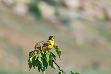 Black-headed Bunting (Emberiza melanocephala) in Caucasus, Republic of Dagestan