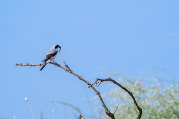 Lesser Grey Shrike (Lanius minor) in Caucasus, Republic of Dagestan