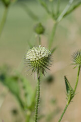 Inflorescence of small teasel (Dipsacus pilosus).