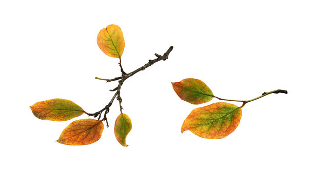 Set of autumn twigs with colorful leaves isolated