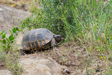 Spur-thighed Tortoise (Testudo graeca) in the foothills, Caucasus, Republic of Dagestan, Russia