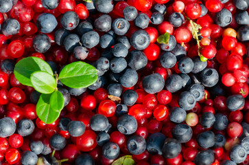 Berry background, texture. Bright, juicy fresh wild berry closeup. Fresh ripe blueberries and lingonberries. concept of harvesting wild berries in summer, nature, healthy nutrition, vitamins. top view