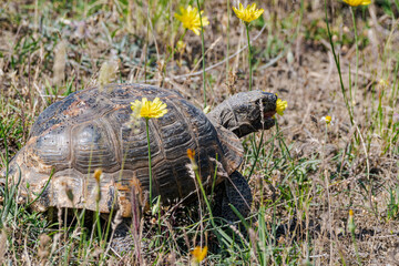 Spur-thighed Tortoise (Testudo graeca) in the foothills, Caucasus, Republic of Dagestan, Russia