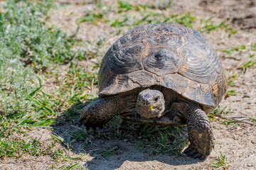 Spur-thighed Tortoise (Testudo graeca) in the foothills, Caucasus, Republic of Dagestan, Russia