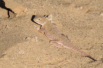 Secret Toadhead Agama (Phrynocephalus mystaceus) on Sarykum dune, Republic of Dagestan, Russia