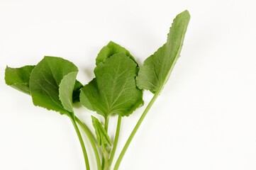 Closeup view of Green Sorrel leaves (rumex vesicarius) on a white background