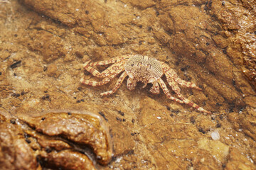 Sea Carb on the rock - animal wildlife  