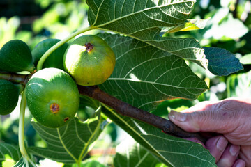 Green figs fruit hanging on the branch of a fig tree, ficus carica