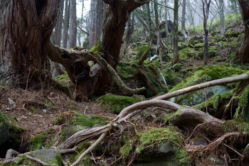まだ冬の名残のある早春の深い森
