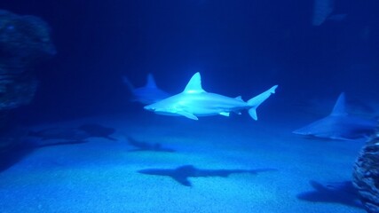 Fototapeta premium Shark