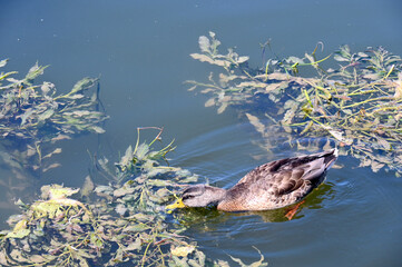 Duck looking for food in a picturesque lake