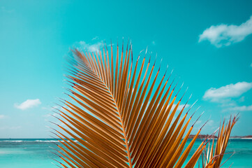 Palm leaf against the sky on tropical island