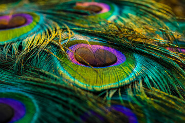 Peacock feather background.