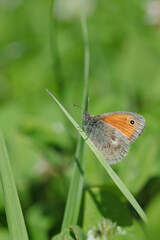 Small heath butterfly (Coenonympha pamphilus) sits on a blade of grass.