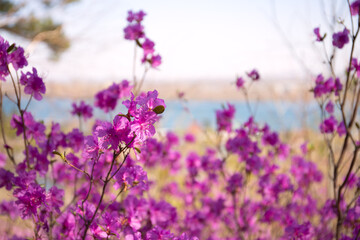 Naklejka premium Purple labrador tea flowers on blur background. Pink wild rosmary defocused photo.