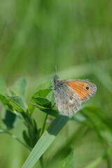 Small heath butterfly (Coenonympha pamphilus) sits on a blade of grass.