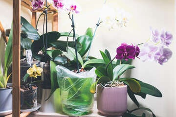Fototapeta na wymiar additional lighting of room areas, orchids bloom on flower shelves