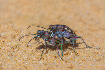 Northern dune tiger beetles mating - Cicindela hybrida