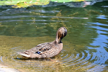 Duck cleans feathers on the shore of a picturesque lake 