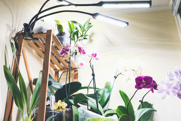 additional lighting of room areas, orchids bloom on flower shelves