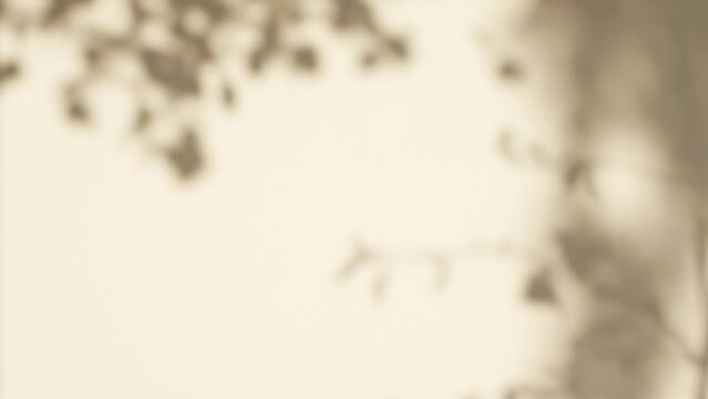 Floral shadows on wall background.  Reflections of leaves and branches of trees isolated on sunny flat surface of wall outdoors. Natural abstract overlay 4k video background filtered in sepia colors