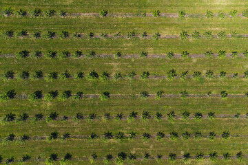 Fototapeta na wymiar growing apples view from a quadcopter, orchard photo from height
