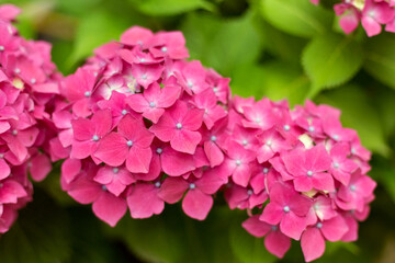 Close up light pink hortensia fresh flowers blur background.