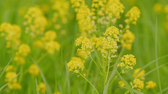 Yellow field canola closeup on farm in slow motion. Outdoor floral background photographed with soft focus. Close up.