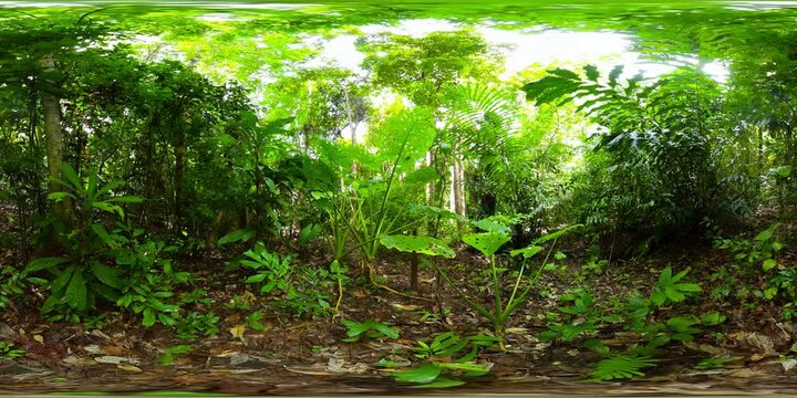 Green plants and trees in the rainforest. Philippines. Virtual Reality 360.