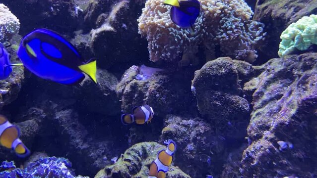 Exotic fish on a coral reef. Beautiful colored fish on a coral reef. Fish from Finding Nemo