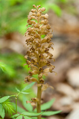 View of a Bird's Nest Orchid in nature