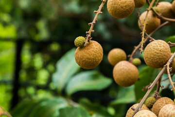 Longan bunch on longan tree,Longan orchards in Thailand.