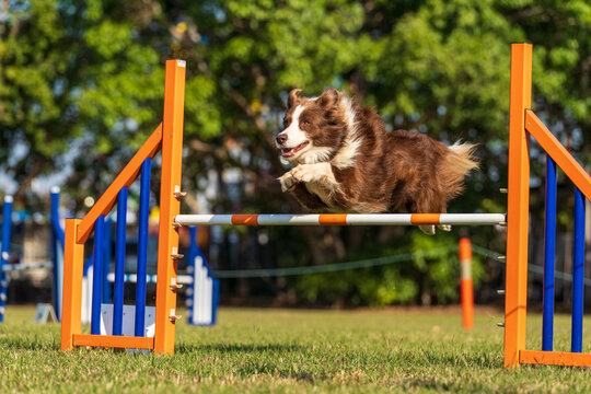 Dog agility competition at the Royal Darwin Show 2022, Australia.